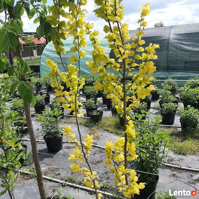 Hortensje Bukietowe Premium