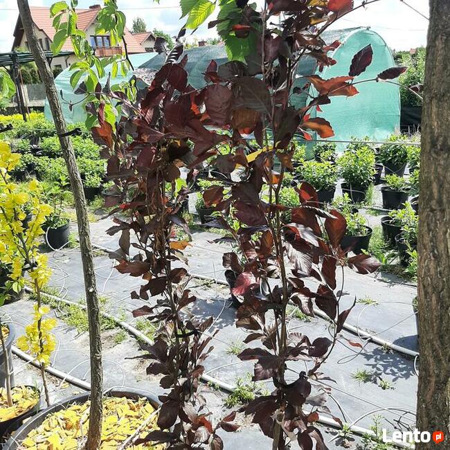 Hortensje Bukietowe Premium