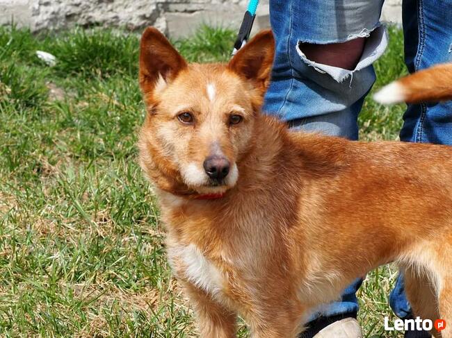 Przyjacielska sunia kochająca ludzi czeka na wymarzony domek