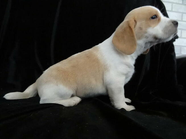 Beagle szczeniaki
