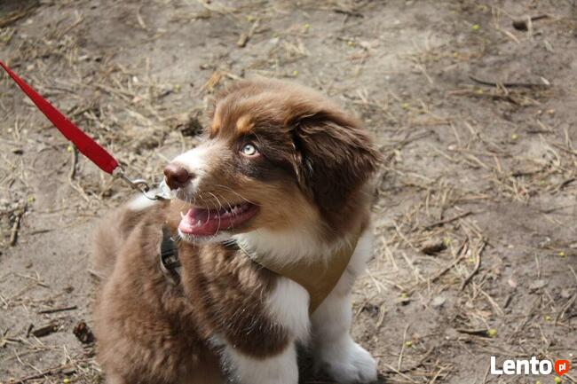 Szkolenie psów Piaseczno i okolice