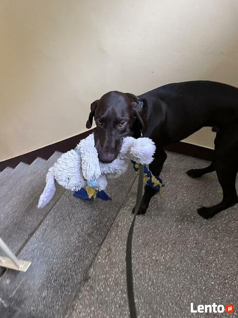 Szkolenie psów Piaseczno i okolice