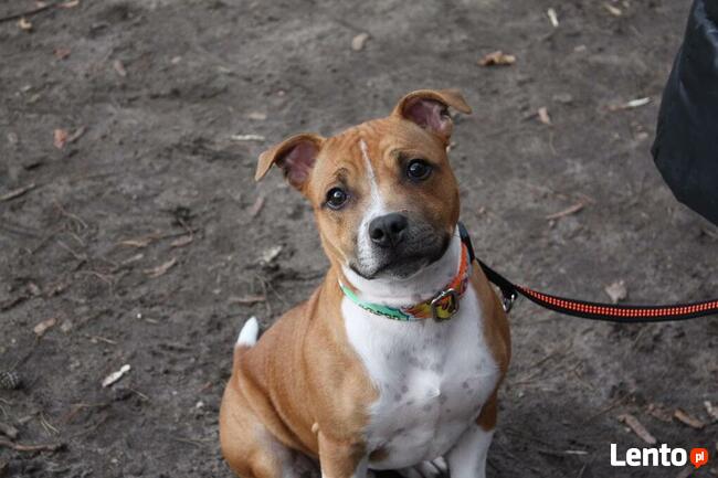 Szkolenie psów Piaseczno i okolice