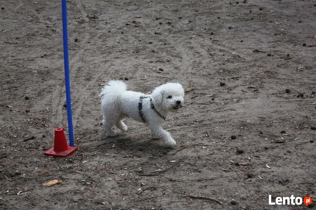 Szkolenie psów Piaseczno i okolice