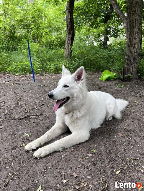 Szkolenie psów Piaseczno i okolice