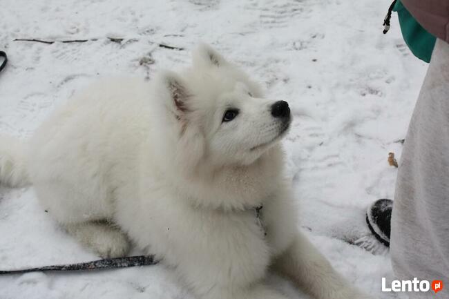 Szkolenie psów Piaseczno i okolice