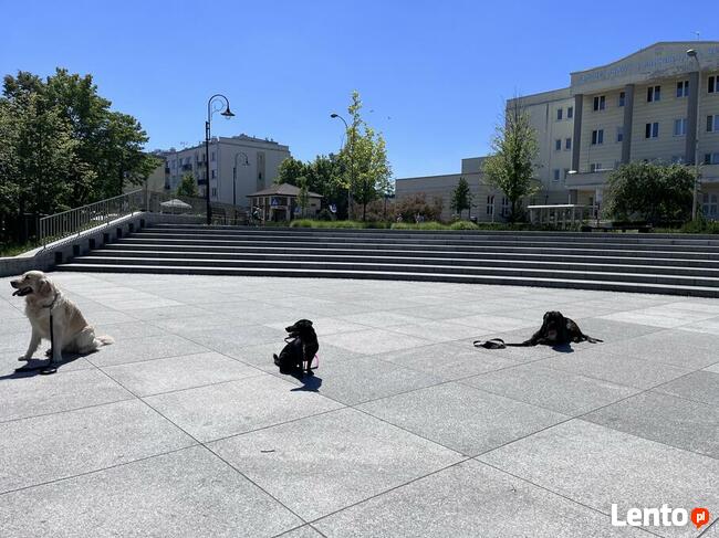 Szkolenie psów Piaseczno i okolice