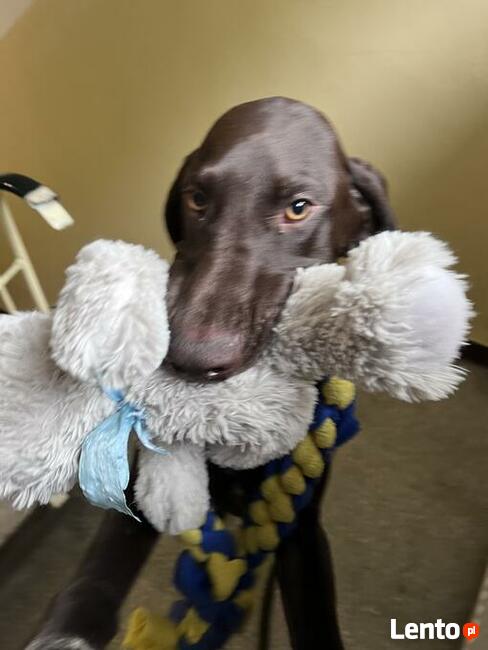 Szkolenie psów Piaseczno i okolice