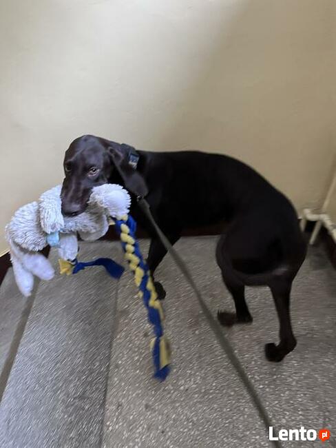 Szkolenie psów Piaseczno i okolice