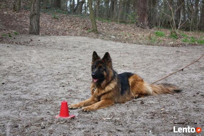 Szkolenie psów Piaseczno i okolice