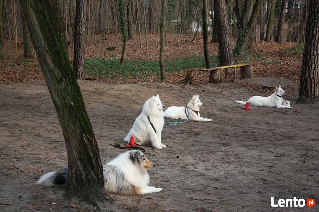 Szkolenie psów Piaseczno i okolice