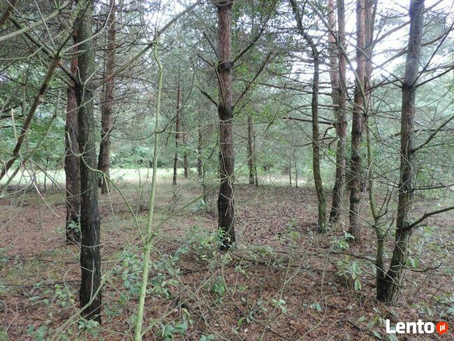 Borowiny gm. Skierniewice