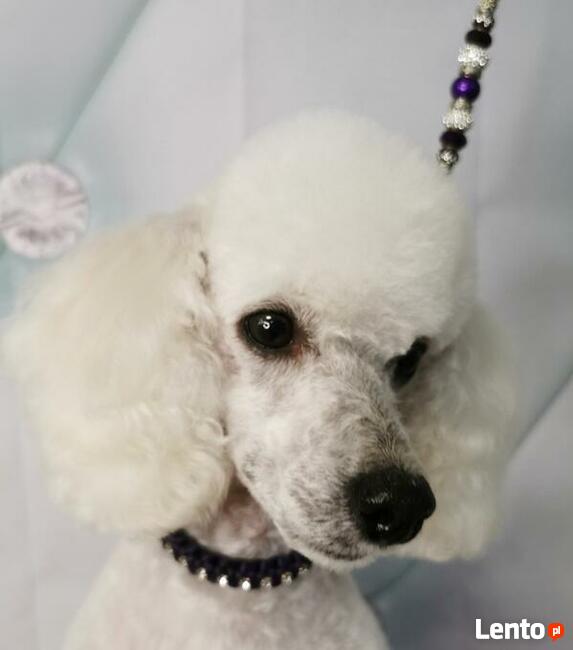 Strzyżenie psów, Groomer, psi fryzjer Poznań