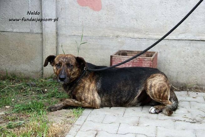 Naldo - spokojny pręgusek