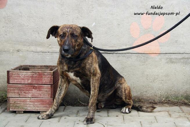 Naldo - spokojny pręgusek