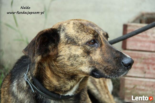 Naldo - spokojny pręgusek