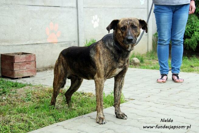 Naldo - spokojny pręgusek