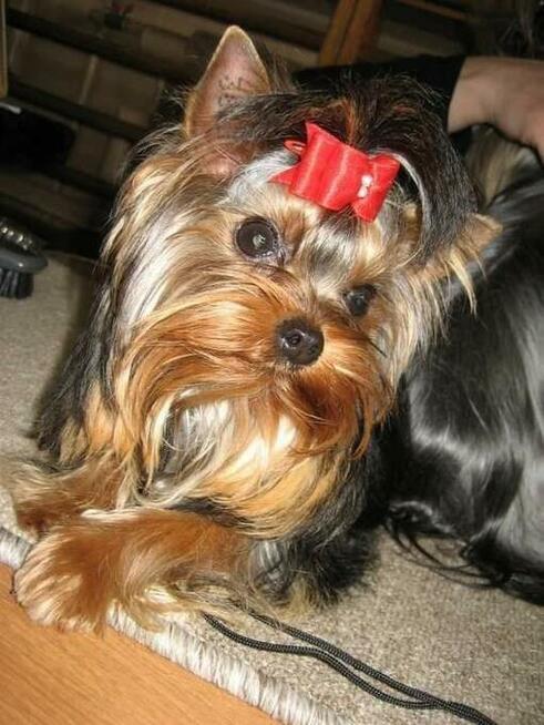 Fryzjer dla piesków, usługi behawiorysty