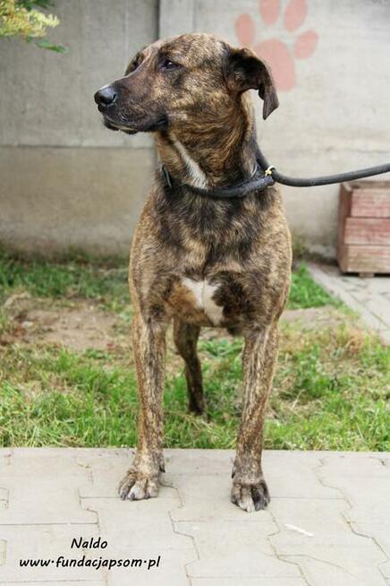 Naldo - spokojny pręgusek