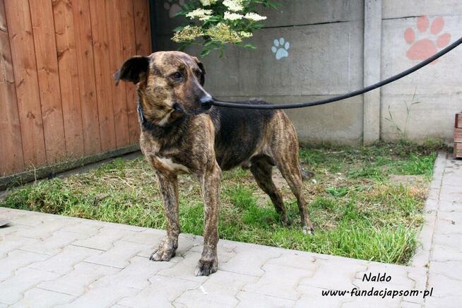 Naldo - spokojny pręgusek