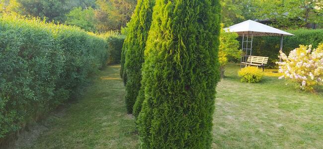 Działkę rekreacyjna w Rodzinnym Ogrodzie Działkowym Wojciech