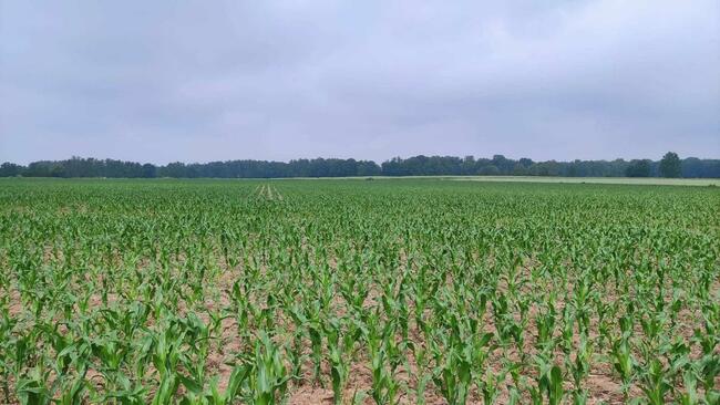 Działki Rolne (1000 m2) Skałka