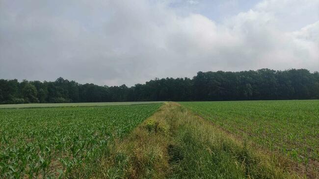 Działki Rolne (1000 m2) Skałka