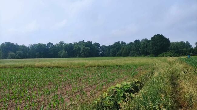 Działki Rolne (1000 m2) Skałka