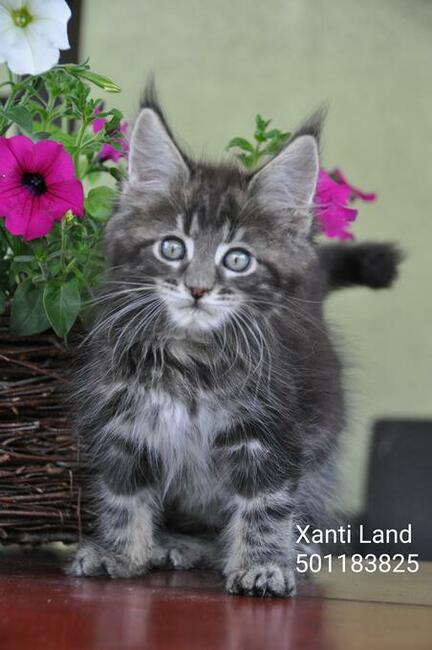 Maine Coon