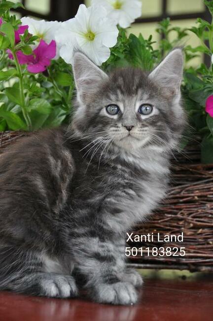 Maine Coon