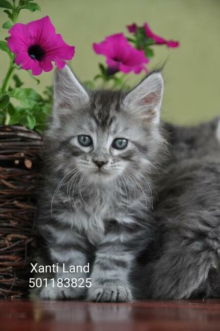 Maine Coon