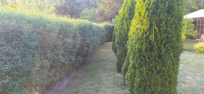 Działkę rekreacyjna w Rodzinnym Ogrodzie Działkowym Wojciech