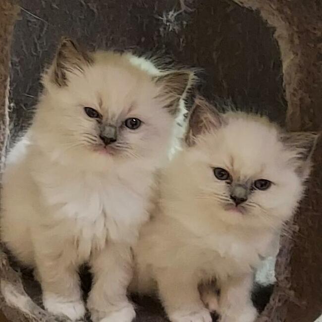 Rodowód WCF/PZF legalna hodowla + rodowód+ks.zdrowia