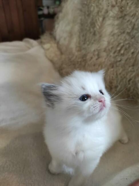 Rodowód WCF/PZF legalna hodowla + rodowód+ks.zdrowia