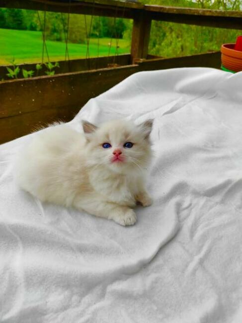 Rodowód WCF/PZF legalna hodowla + rodowód+ks.zdrowia