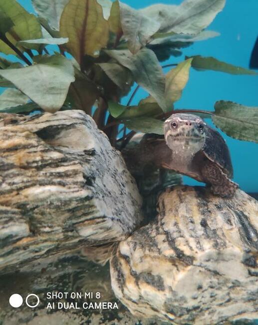 żółw wonny - sternotherus odoratus