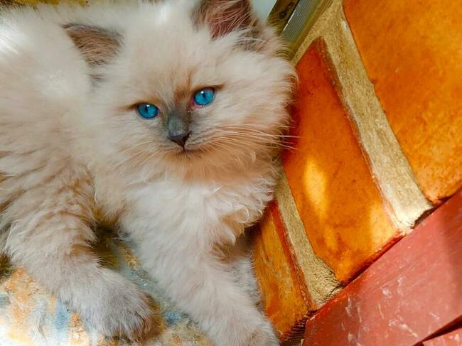 Rodowód WCF/PZF legalna hodowla + rodowód+ks.zdrowia