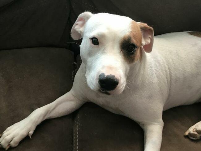 OPIEKA DLA ZWIERZĄT ŁÓDŹ całodobowa