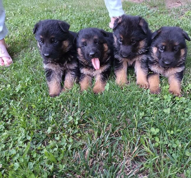 Sprzedam Szczenięta Owczarka Niemieckiego krótkowłosego