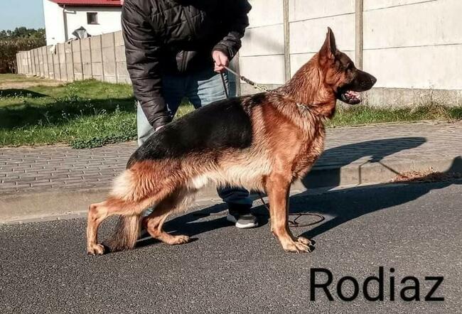 Sprzedam Szczenięta Owczarka Niemieckiego krótkowłosego