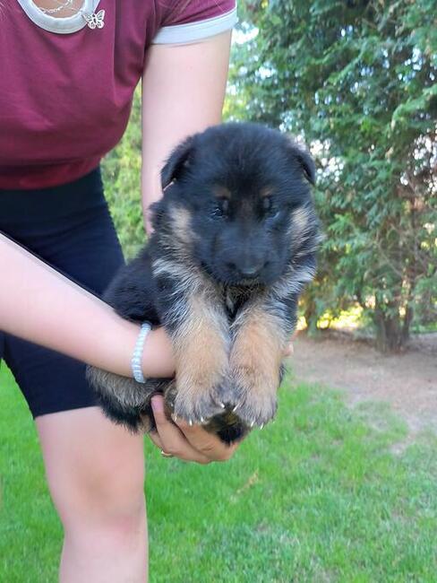 Sprzedam Szczenięta Owczarka Niemieckiego krótkowłosego