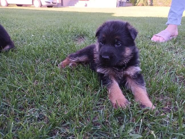 Sprzedam Szczenięta Owczarka Niemieckiego krótkowłosego