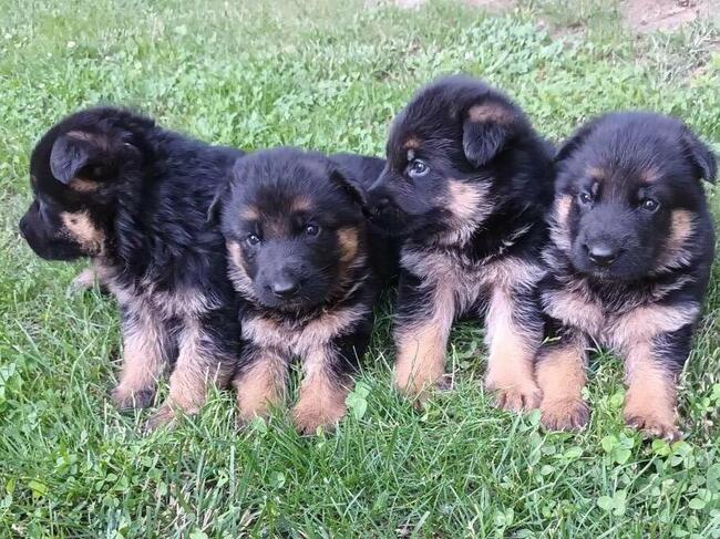 Sprzedam Szczenięta Owczarka Niemieckiego krótkowłosego