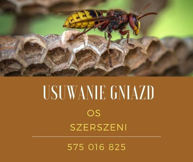 Usuwanie gniazd os szerszeni Starogard Gd Skarszewy Trąbki