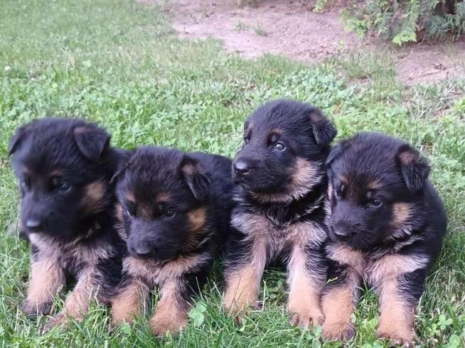 Sprzedam Szczenięta Owczarka Niemieckiego krótkowłosego
