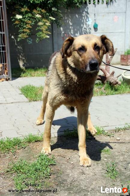 Sękacz - spokojny owczarek