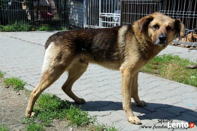 Sękacz - spokojny owczarek