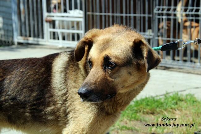 Sękacz - spokojny owczarek