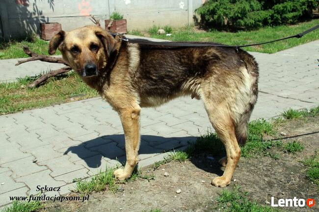 Sękacz - spokojny owczarek