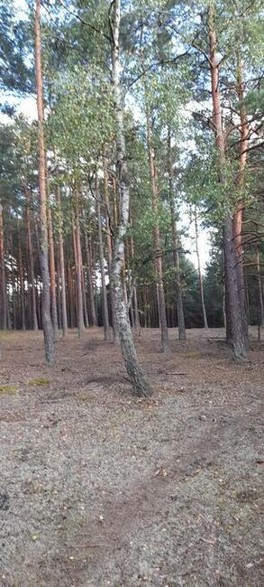 działka leśno -rekreacyjna